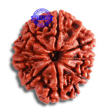 Load image into Gallery viewer, 9 Mukhi Nepalese Ganesh - Bead No. 384
