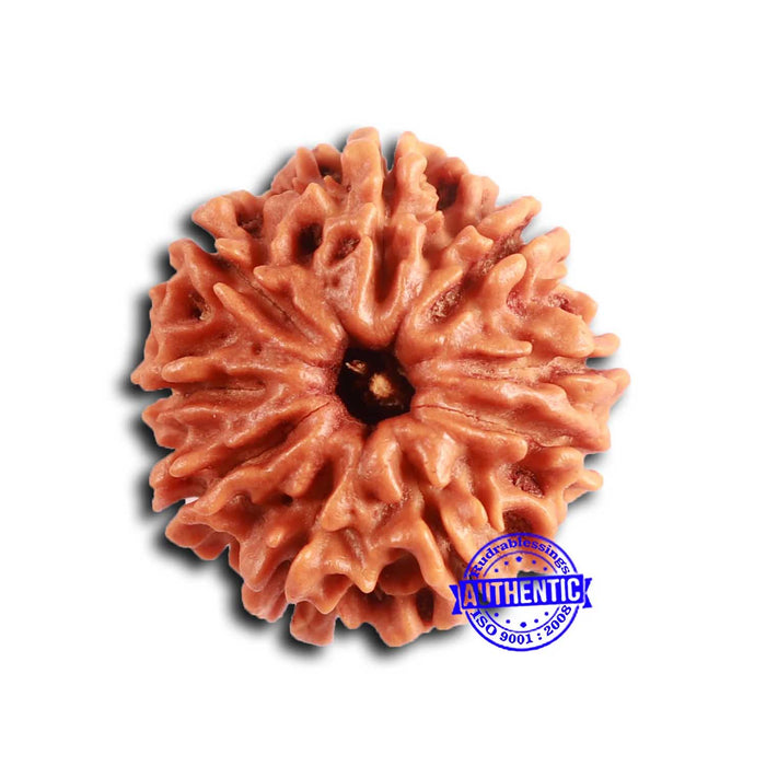 9 Mukhi Nepalese Rudraksha - Bead No. 396