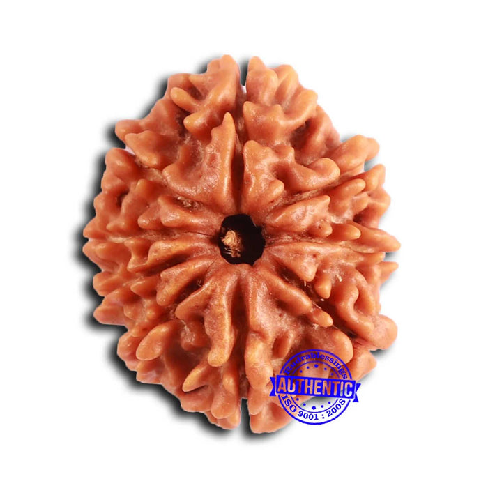 9 Mukhi Nepalese Rudraksha - Bead No. 401