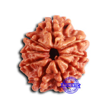 Load image into Gallery viewer, 9 Mukhi Nepalese Rudraksha - Bead No. 402
