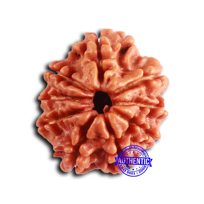 9 Mukhi Nepalese Rudraksha - Bead No. 402