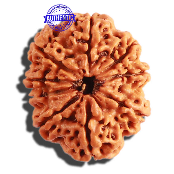 9 Mukhi Nepalese Rudraksha - Bead No. 300