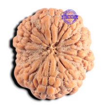 Load image into Gallery viewer, 9 Mukhi Rudraksha from Indonesia - Bead No. 9
