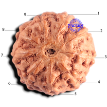 Load image into Gallery viewer, 9 Mukhi Rudraksha from Indonesia - Bead No. 242

