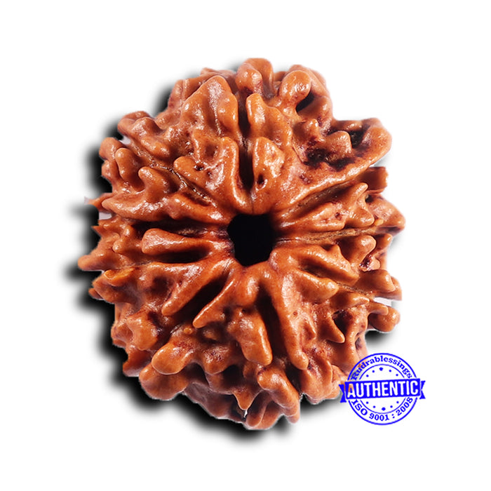 9 Mukhi Nepalese Rudraksha - Bead No. 428