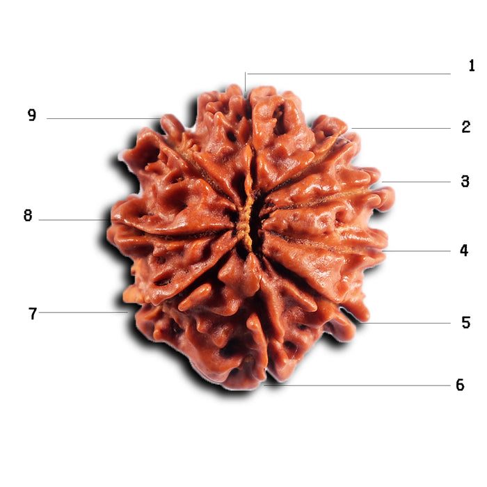 9 Mukhi Nepalese Rudraksha - Bead No. 429