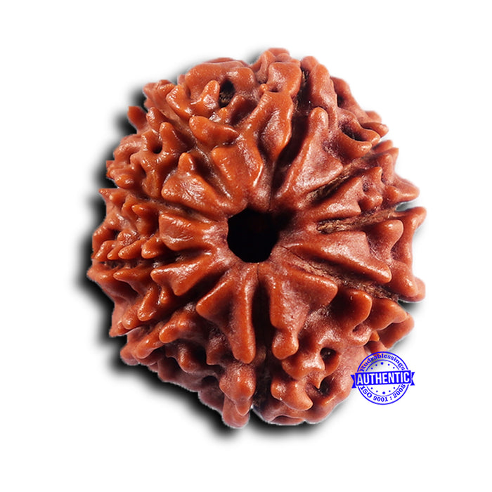 9 Mukhi Nepalese Rudraksha - Bead No. 430