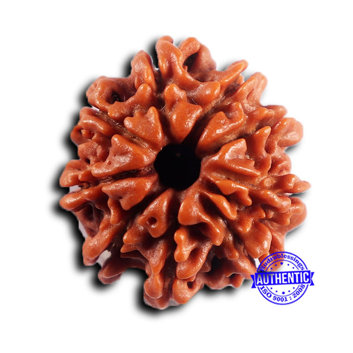 9 Mukhi Nepalese Rudraksha - Bead No. 431