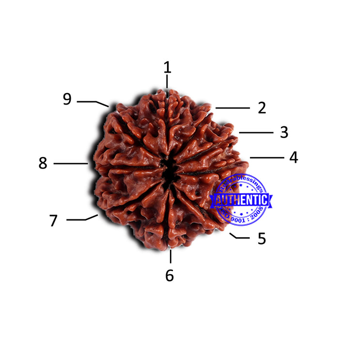 9 Mukhi Nepalese Rudraksha - Bead No. 414
