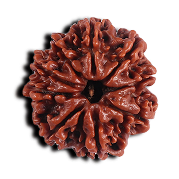 9 Mukhi Nepalese Rudraksha - Bead No. 414