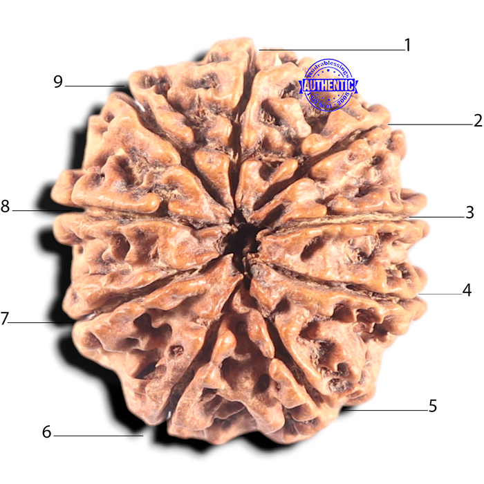 9 Mukhi Nepalese Rudraksha - Bead No. 128