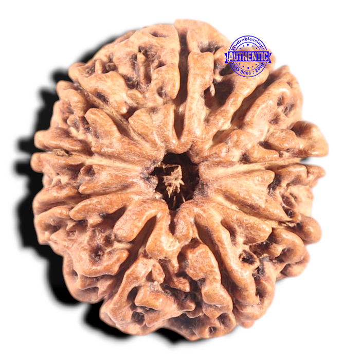 9 Mukhi Nepalese Rudraksha - Bead No. 128