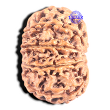 Load image into Gallery viewer, 9 Mukhi Nepalese Rudraksha - Bead No. 128
