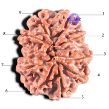 Load image into Gallery viewer, 9 Mukhi Nepalese Rudraksha - Bead No. 12
