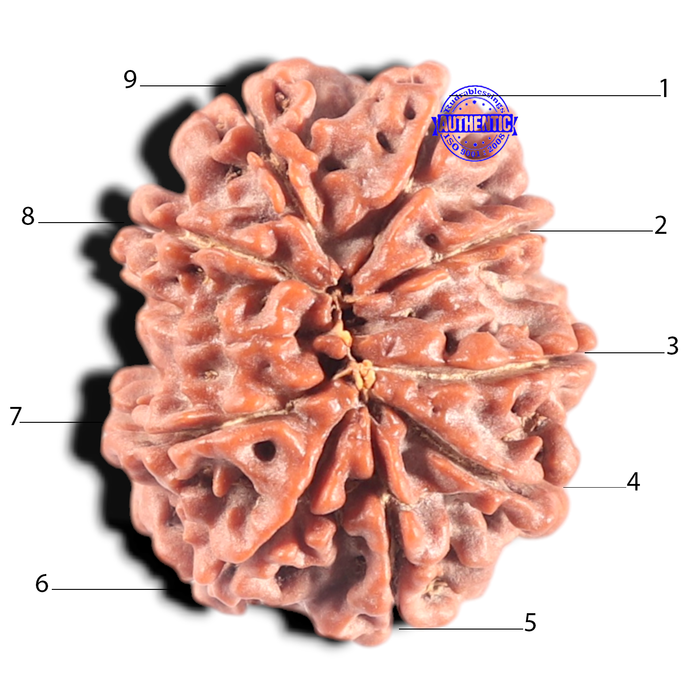 9 Mukhi Nepalese Rudraksha - Bead No. 12