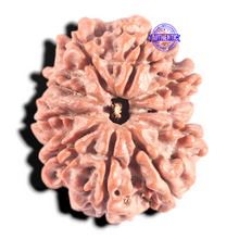 Load image into Gallery viewer, 9 Mukhi Nepalese Rudraksha - Bead No. 12
