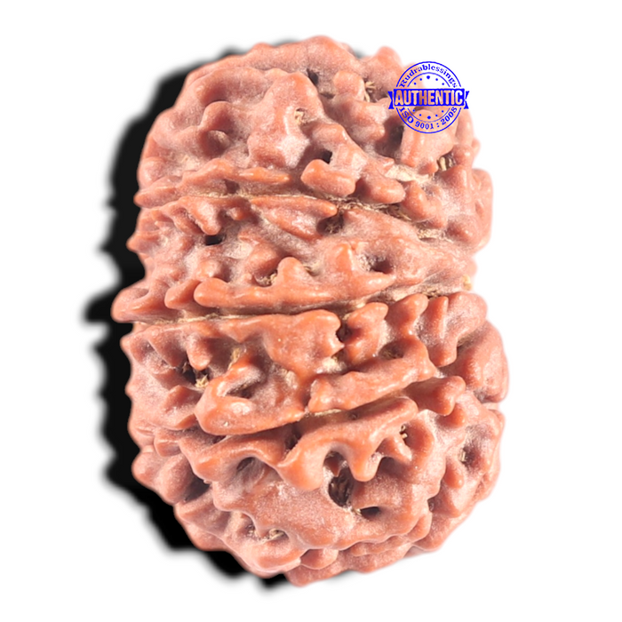 9 Mukhi Nepalese Rudraksha - Bead No. 12