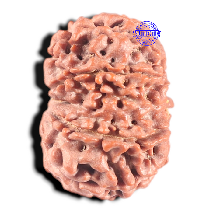 9 Mukhi Nepalese Rudraksha - Bead No. 12