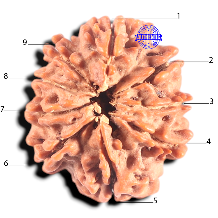9 Mukhi Nepalese Rudraksha - Bead No. 146