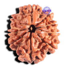Load image into Gallery viewer, 9 Mukhi Nepalese Rudraksha - Bead No. 146
