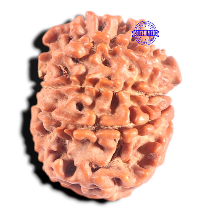 9 Mukhi Nepalese Rudraksha - Bead No. 146