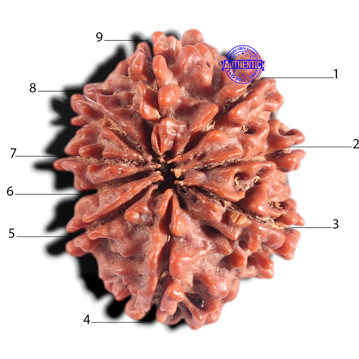 9 Mukhi Nepalese Rudraksha - Bead No. 148