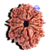 Load image into Gallery viewer, 9 Mukhi Nepalese Rudraksha - Bead No. 148
