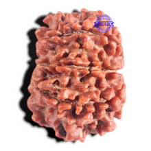 Load image into Gallery viewer, 9 Mukhi Nepalese Rudraksha - Bead No. 148
