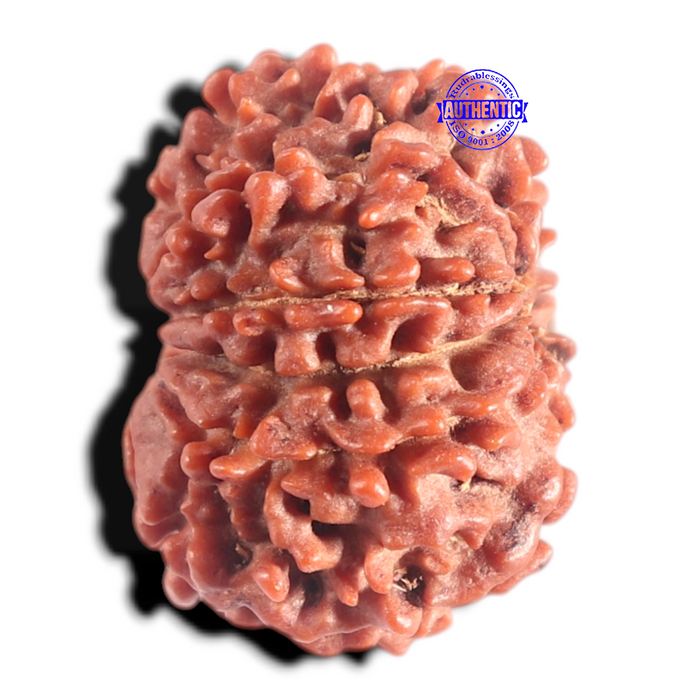 9 Mukhi Nepalese Rudraksha - Bead No. 148