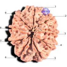 Load image into Gallery viewer, 9 Mukhi Nepalese Rudraksha - Bead No 163
