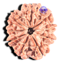 Load image into Gallery viewer, 9 Mukhi Nepalese Rudraksha - Bead No 163
