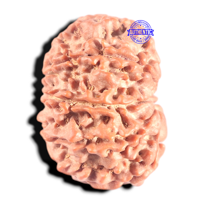 9 Mukhi Nepalese Rudraksha - Bead No 163