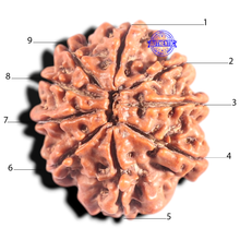 Load image into Gallery viewer, 9 Mukhi Nepalese Rudraksha - Bead No. 322
