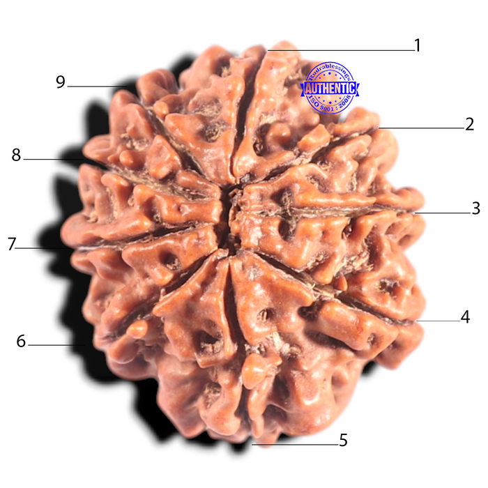 9 Mukhi Nepalese Rudraksha - Bead No. 322