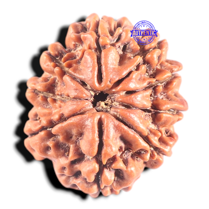 9 Mukhi Nepalese Rudraksha - Bead No. 322