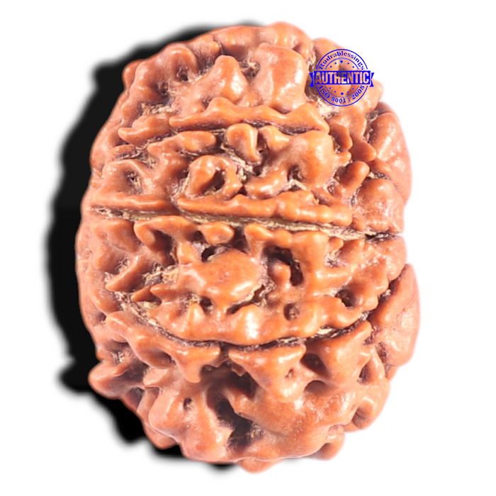 9 Mukhi Nepalese Rudraksha - Bead No. 322