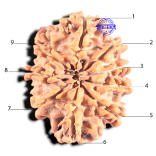 Load image into Gallery viewer, 9 Mukhi Nepalese Rudraksha - Bead No. 436
