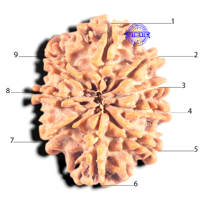 9 Mukhi Nepalese Rudraksha - Bead No. 436
