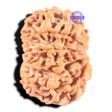 Load image into Gallery viewer, 9 Mukhi Nepalese Rudraksha - Bead No. 436
