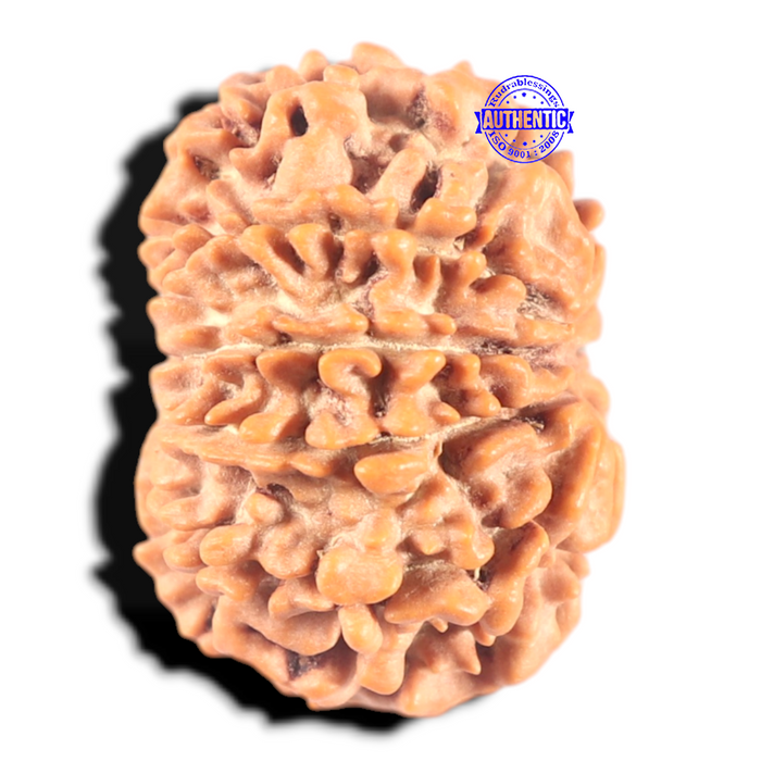 9 Mukhi Nepalese Rudraksha - Bead No. 436