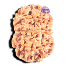 Load image into Gallery viewer, 9 Mukhi Nepalese Rudraksha - Bead No. 436
