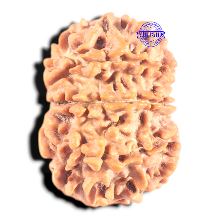 9 Mukhi Nepalese Rudraksha - Bead No. 436