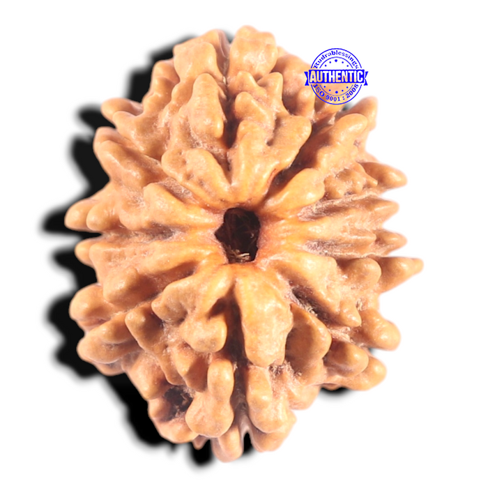 9 Mukhi Nepalese Rudraksha - Bead No. 442