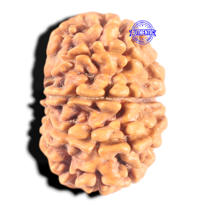 9 Mukhi Nepalese Rudraksha - Bead No. 442