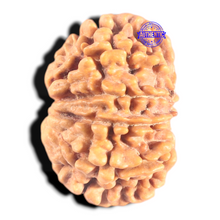 Load image into Gallery viewer, 9 Mukhi Nepalese Rudraksha - Bead No. 442
