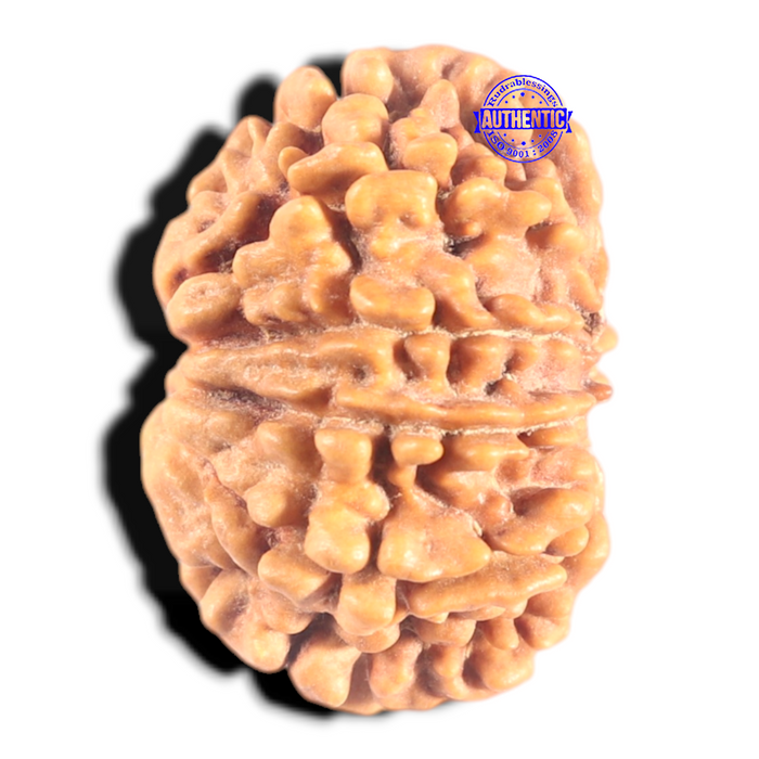 9 Mukhi Nepalese Rudraksha - Bead No. 442