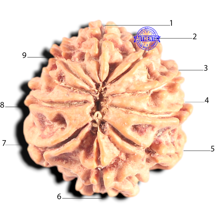 9 Mukhi Nepalese Rudraksha - Bead No. 446