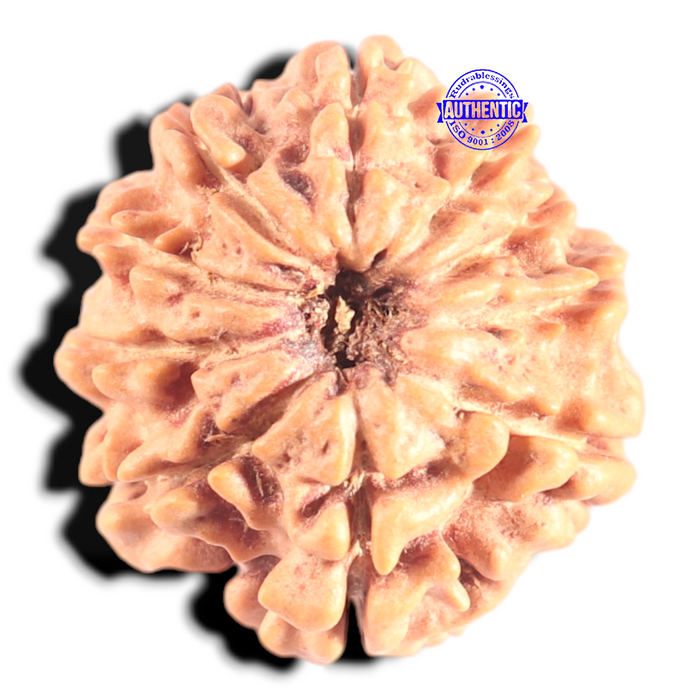 9 Mukhi Nepalese Rudraksha - Bead No. 446