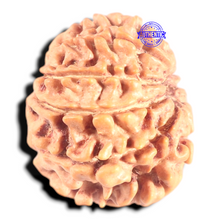 Load image into Gallery viewer, 9 Mukhi Nepalese Rudraksha - Bead No. 446
