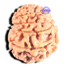 Load image into Gallery viewer, 9 Mukhi Nepalese Rudraksha - Bead No. 446
